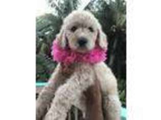 Mutt Puppy for sale in Melbourne Beach, FL, USA