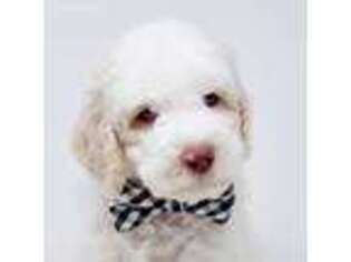 Goldendoodle Puppy for sale in Candler, NC, USA
