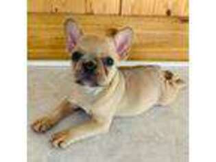 French Bulldog Puppy for sale in Troy, AL, USA