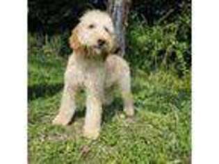 Labradoodle Puppy for sale in Owenton, KY, USA