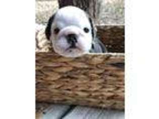 Bulldog Puppy for sale in Winnsboro, TX, USA