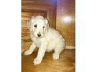 Labradoodle Puppy for sale in Rutledge, TN, USA