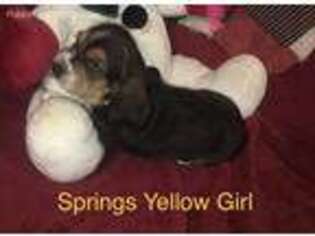 Basset Hound Puppy for sale in Comer, GA, USA