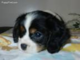 Cavalier King Charles Spaniel Puppy for sale in Scottville, MI, USA