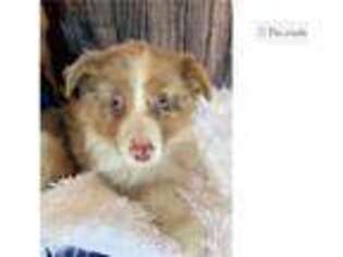 Australian Shepherd Puppy for sale in South Bend, IN, USA