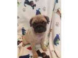 Pug Puppy for sale in Cleveland, TN, USA