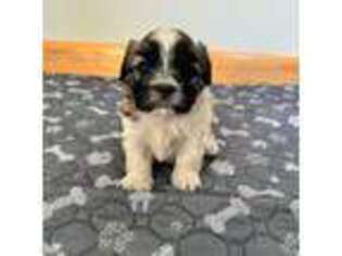 Mal-Shi Puppy for sale in Goshen, MA, USA