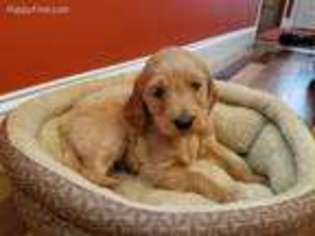 Goldendoodle Puppy for sale in Daniels, WV, USA