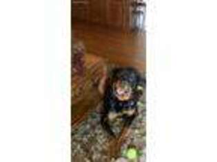 Rottweiler Puppy for sale in Osceola, IN, USA
