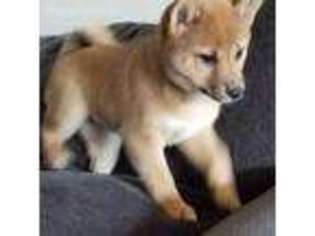 Shiba Inu Puppy for sale in Georgetown, TX, USA