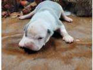 American Bulldog Puppy for sale in Palestine, TX, USA