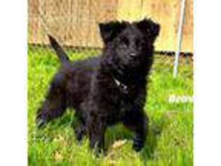 German Shepherd Dog Puppy for sale in Gadsden, AL, USA