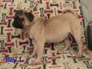 Pug Puppy for sale in Weatherford, TX, USA