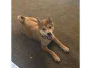 Shiba Inu Puppy for sale in Litchfield Park, AZ, USA
