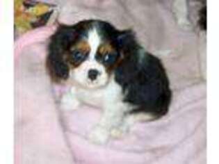 Cavalier King Charles Spaniel Puppy for sale in Bellwood, IL, USA