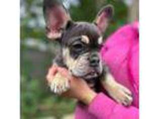 French Bulldog Puppy for sale in Brewster, NY, USA