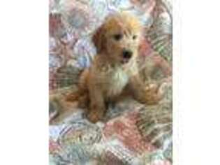 Goldendoodle Puppy for sale in Merritt Island, FL, USA