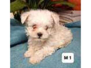 Maltese Puppy for sale in Headland, AL, USA