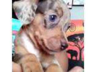 Dachshund Puppy for sale in Chula Vista, CA, USA