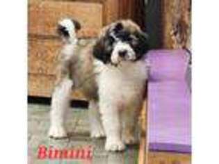 Saint Berdoodle Puppy for sale in Kewaunee, WI, USA