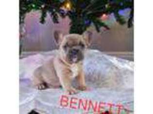 French Bulldog Puppy for sale in Milliken, CO, USA