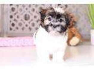 Havanese Puppy for sale in Butler, OH, USA