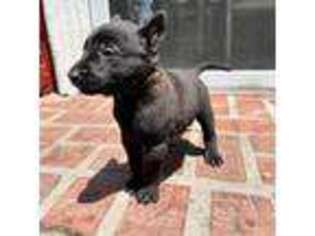Belgian Malinois Puppy for sale in Gardena, CA, USA