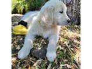 Golden Retriever Puppy for sale in Vancouver, WA, USA