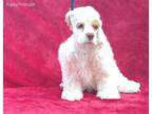 Cocker Spaniel Puppy for sale in Kiron, IA, USA