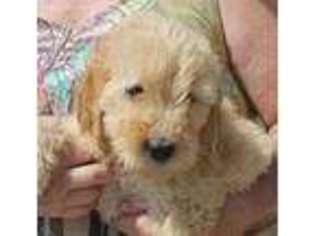 Goldendoodle Puppy for sale in Franktown, CO, USA