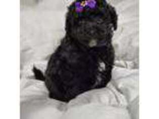 Mutt Puppy for sale in Lynnwood, WA, USA