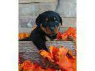 Rottweiler Puppy for sale in Spencerville, IN, USA