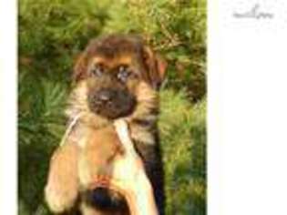 German Shepherd Dog Puppy for sale in Cincinnati, OH, USA