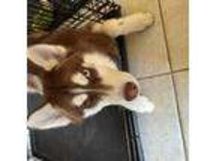 Siberian Husky Puppy for sale in Davenport, FL, USA