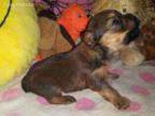 Yorkshire Terrier Puppy for sale in York, SC, USA