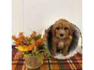 Cavapoo Puppy for sale in Russell, MA, USA