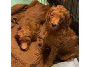 Labradoodle Puppy for sale in New Kensington, PA, USA
