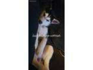 Siberian Husky Puppy for sale in Beltsville, MD, USA