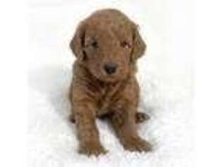 Goldendoodle Puppy for sale in American Fork, UT, USA