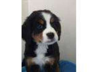 Bernese Mountain Dog Puppy for sale in Mount Vernon, OH, USA