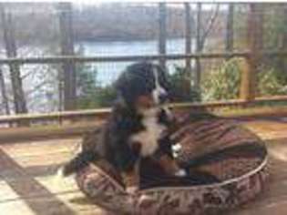 Bernese Mountain Dog Puppy for sale in Redding, CT, USA