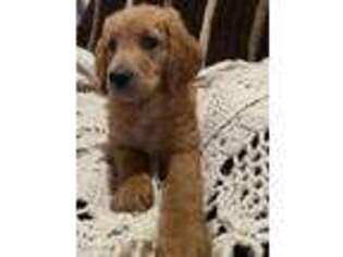 Goldendoodle Puppy for sale in Oakville, WA, USA