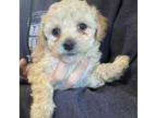 Mutt Puppy for sale in Remington, IN, USA