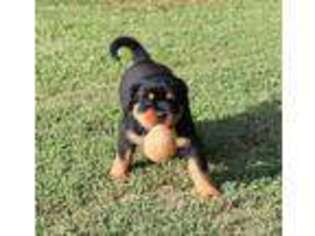 Rottweiler Puppy for sale in Danielsville, GA, USA