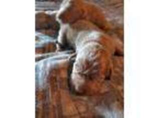 Labrador Retriever Puppy for sale in Vassalboro, ME, USA