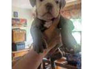 Olde English Bulldogge Puppy for sale in Kensington, CT, USA