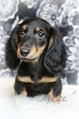 Dachshund Puppy for sale in Sacramento, CA, USA