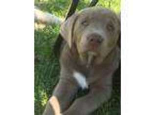 Labrador Retriever Puppy for sale in Greenbrier, TN, USA