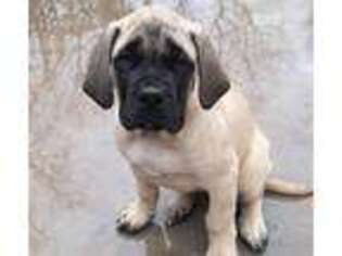 Mastiff Puppy for sale in Delhi, IA, USA