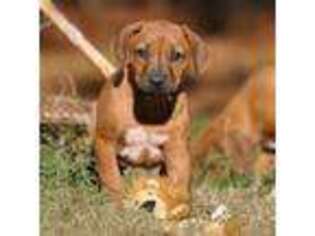 Rhodesian Ridgeback Puppy for sale in Shongaloo, LA, USA